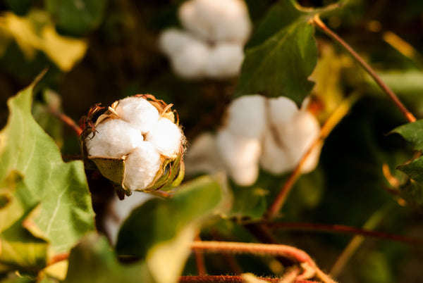 Image of cotton flower on live plant