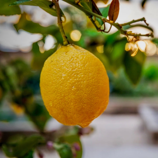 Embracing the Great Outdoors