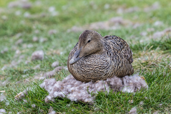 Image of an Eider Duck sitting on cluster of Eider Down