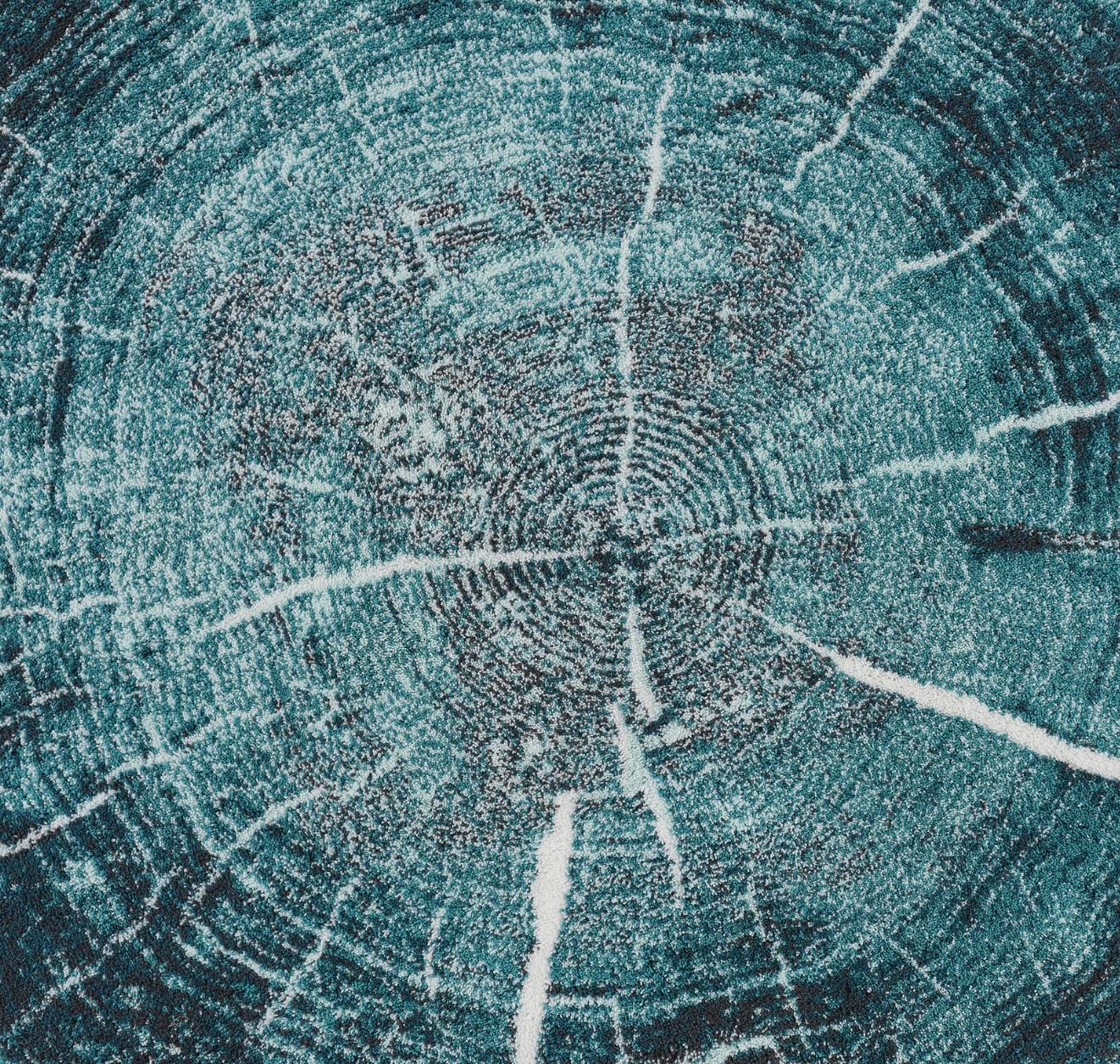 Close-up of a tree stump with concentric rings
