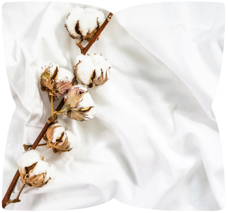 Why Choose Egyptian Cotton? 