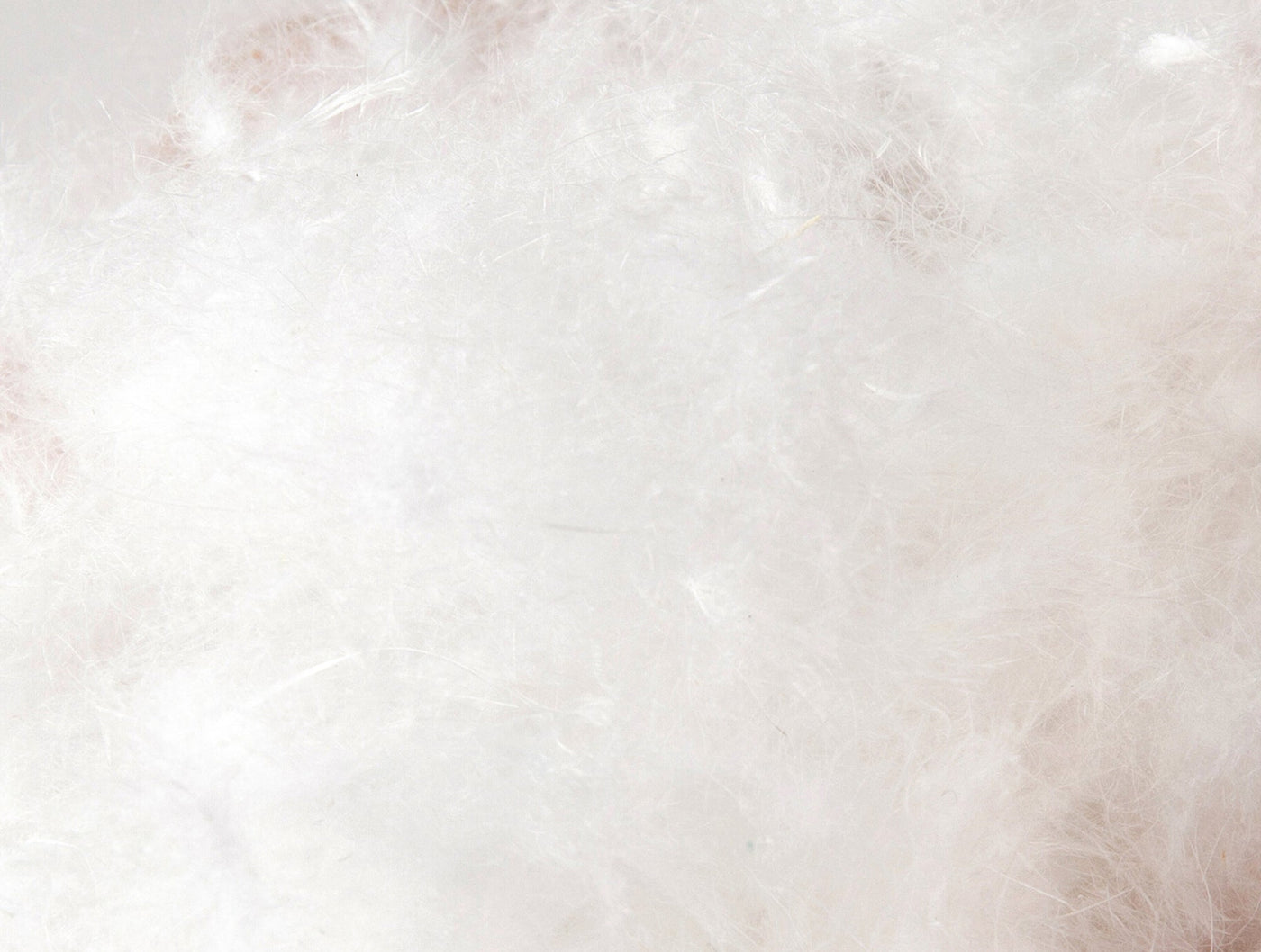 Close-up of white down feathers used in Coyuchi pillow insert fill.