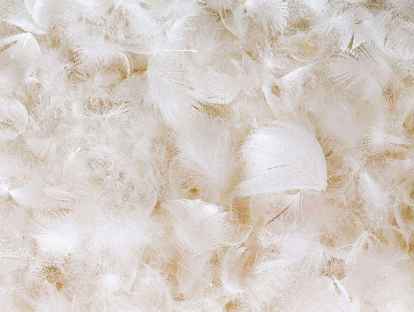 Close-up of white and ivory goose down feathers filling the frame.