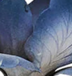 Close-up of blue ceramic floral petal texture on Juliska candlestick holder.