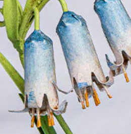Close-up of blue and white porcelain bluebell flower details with gold stamens.