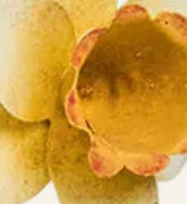 Close-up of Juliska Meadow Walk candlestick holder with amber and rose petal detailing.