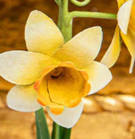 Close-up of Juliska daffodil place card holder in yellow and ivory enamel.
