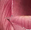 Close-up of dusty rose textured ceramic surface with raised detail.