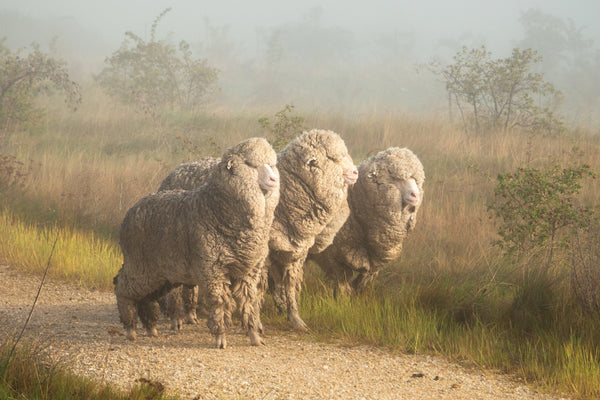 Photo of the Wool ensemble.