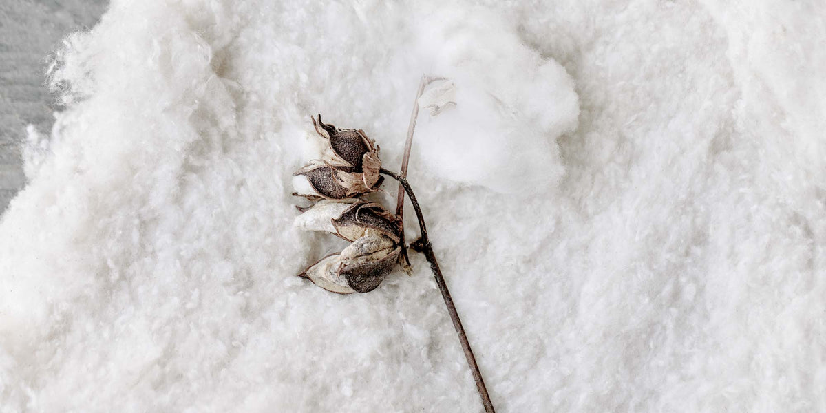 A cotton boll resting on a bed of raw natural cotton